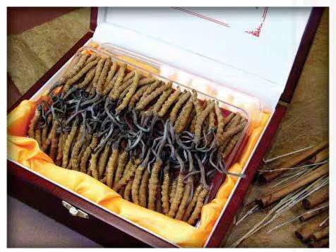 寿阳冬虫夏草回收